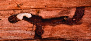 Slider worm